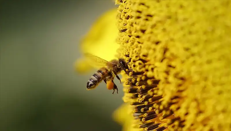 Kır Çiçeklerindeki Gizemli Zehir: Arı Ölümlerine Neden Oluyor mu?