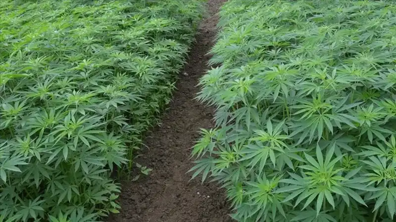 Kenevir Yetiştiriciliğinde Yeni Dönem: 21 İl İçin Resmi Onay!