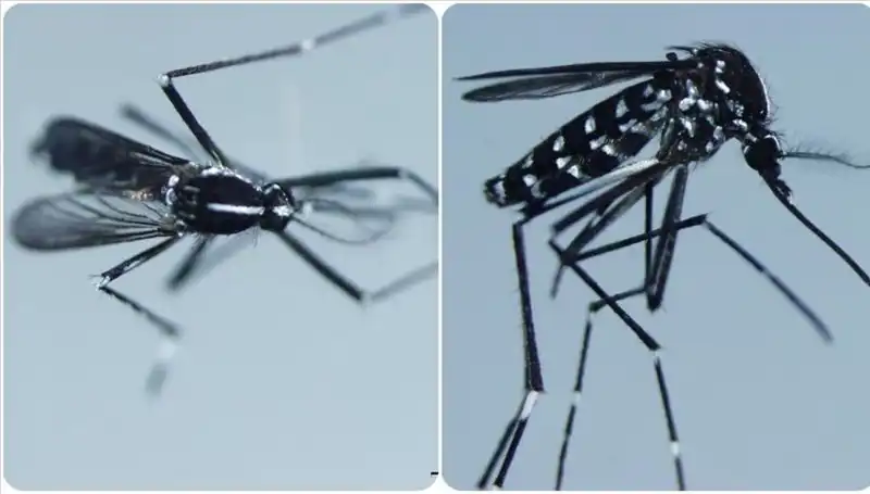 Chikungunya Virüsü Nedir? Belirtileri ve Görüldüğü Ülkeler Hakkında Detaylar