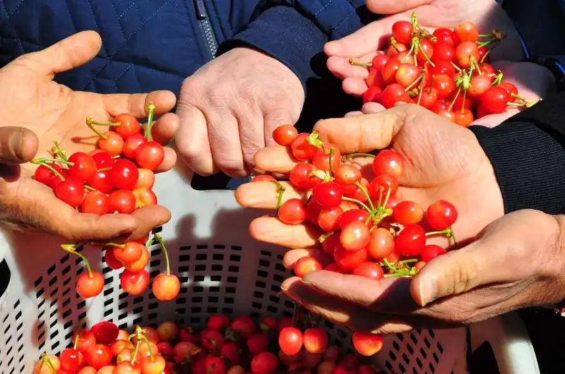 İlk Hasat Heyecanı: Sektörde Devrim Yaratacak Ürün Kiloları 3.500 TL’den Satışta!