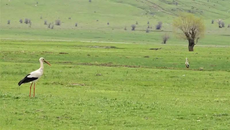 Leylekler Muş Ovası’na Dönüş Yüzde Yüz Olacak mı?