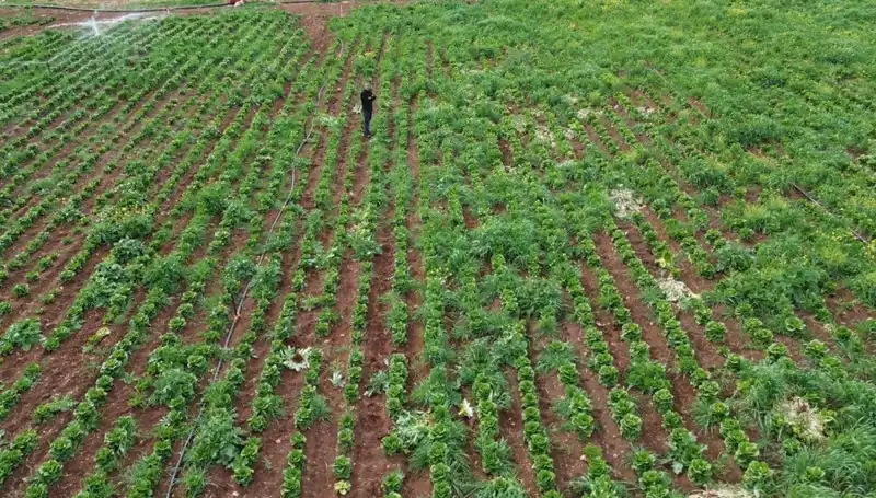 Marul Hasadı Kuraklığın Pençesinde: Üreticiler Zor Durumda