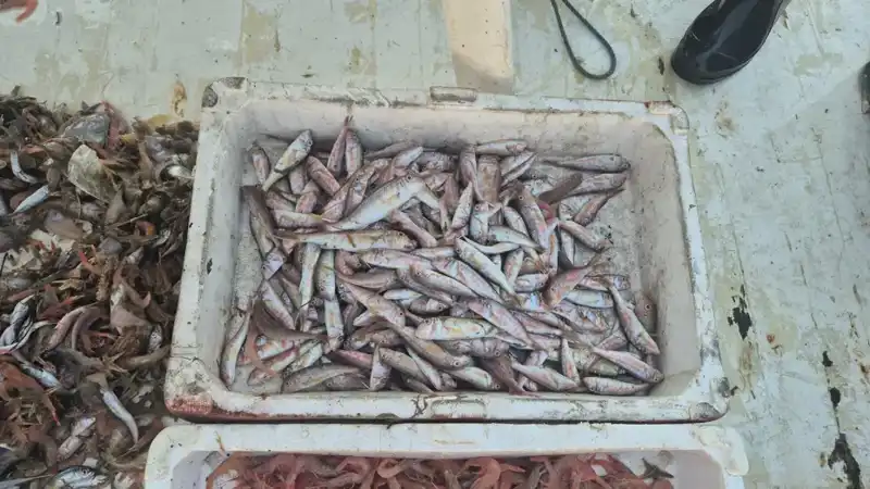 Taze Balık Avı: Denizden Limana Gelen Lezzet Destanı