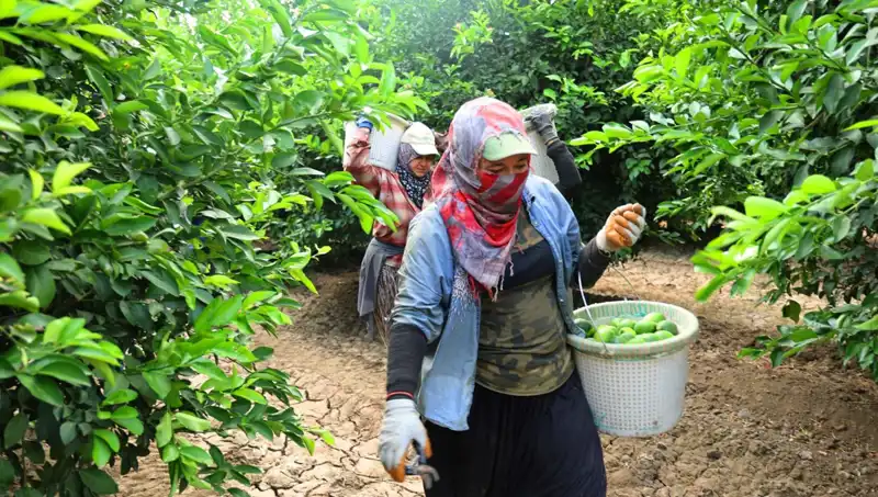 Pazar Düzenini Altüst Eden Fiyat Artışı: 150 Lira Sınırını Aşan Ürünler