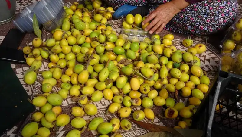 Muşmula Hasadı Başladı: Fiyatlar Yükseliyor, Kilosu 150 TL'ye Ulaştı!