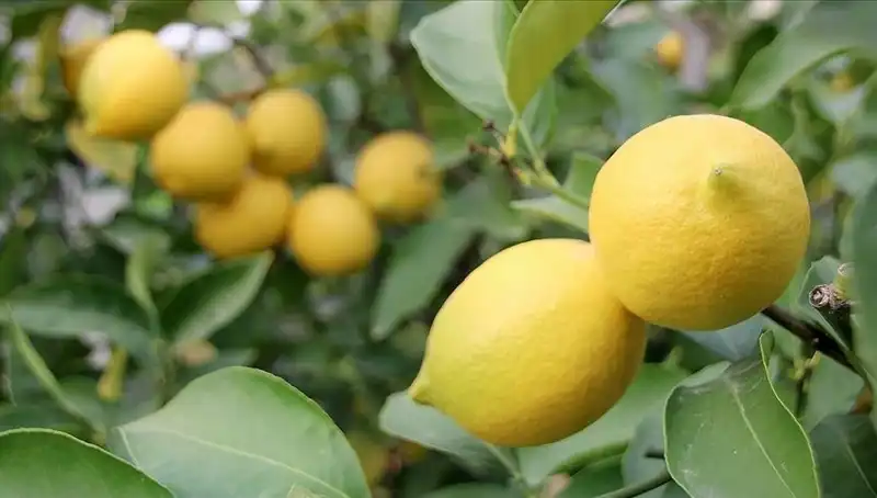 Limon Fiyatları Gün Geçtikçe Yükseliyor: Adedi 24 Lira Oldu!