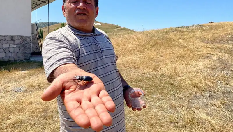 Sivas'ta Görülen Zararlı Böcek İçin Cezası 557 Bin TL!