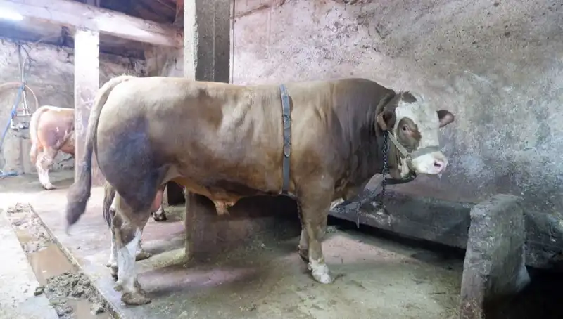 Tam 1 Ton 200 Kilo Ürün Satıldı: Fiyatı Dikkat Çekici!