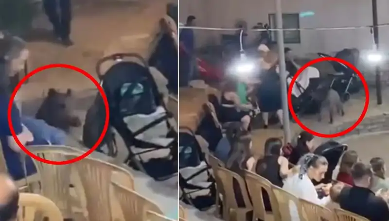 Düğün Töreninde Yaban Domuzu Sürprizi: Paniğin Ayrıntıları