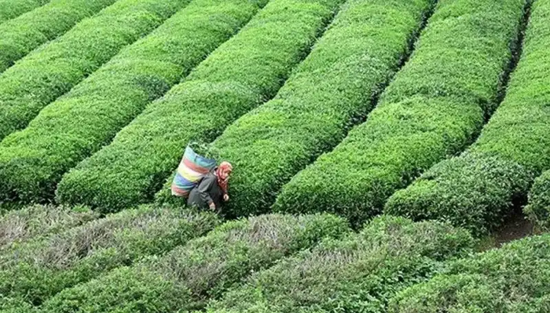 ÇAYKUR Bayramda da Yaş Çay Alımına Devam Ediyor: Çiftçiler için Büyük Fırsat