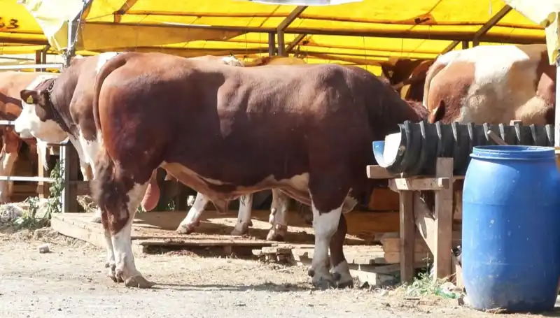 Kurban Pazarlarında Hareketlilik: Fiyatlar ve Talepler Neler?