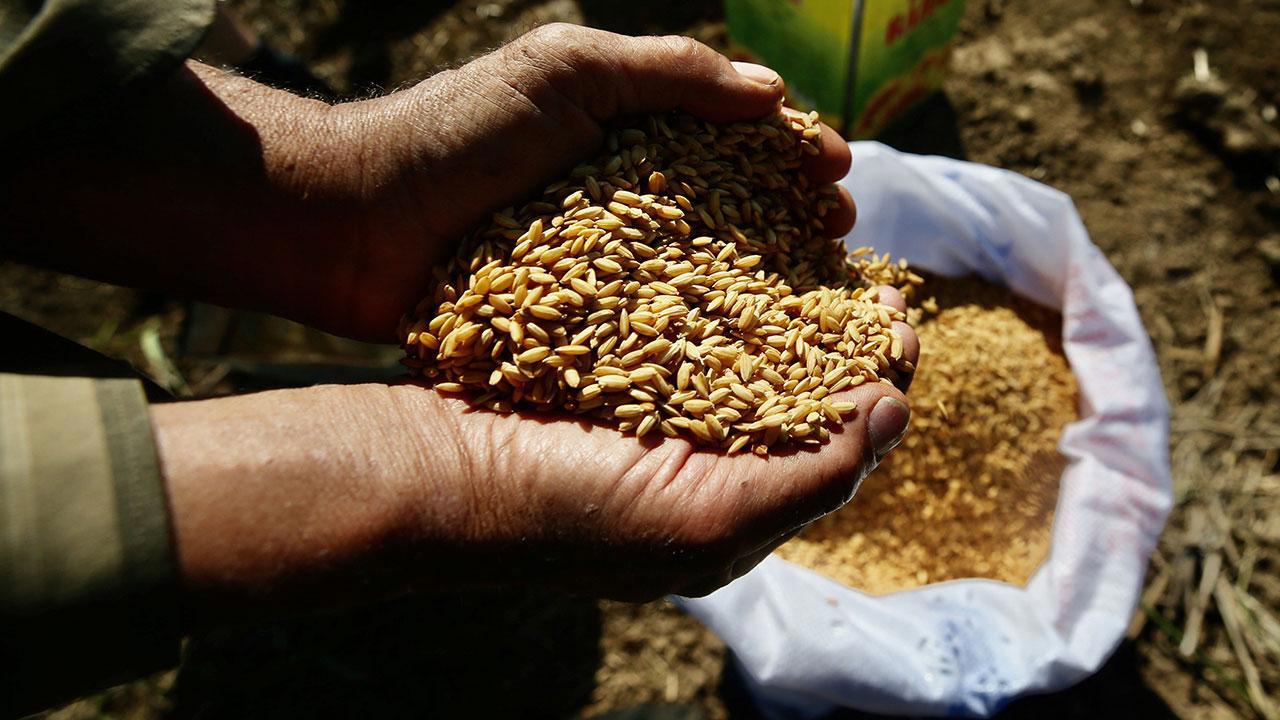 Tarım Kredi Marketlerinde Ata Tohumları Satışa Sunuluyor!