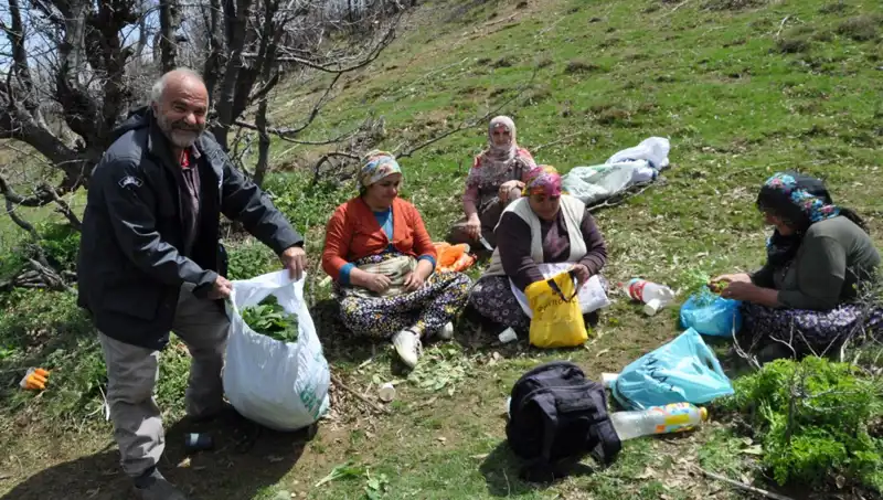 Toplumun Geçim Kaynağı: Kilosu 250 Lira Olan Ürün İçin 5 Saat Yürüyorlar