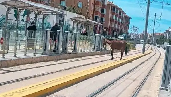 Eskişehir'de Tramvay Raylarında Başlayan Tuhaf Olay: Başıboş At