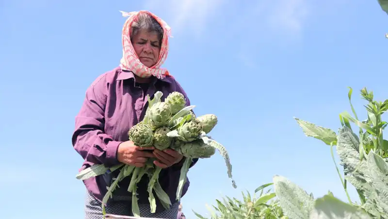 Tarladan Sofraya: Tezgah Fiyatları Yükseliyor, 50 TL'ye Ulaşıldı!