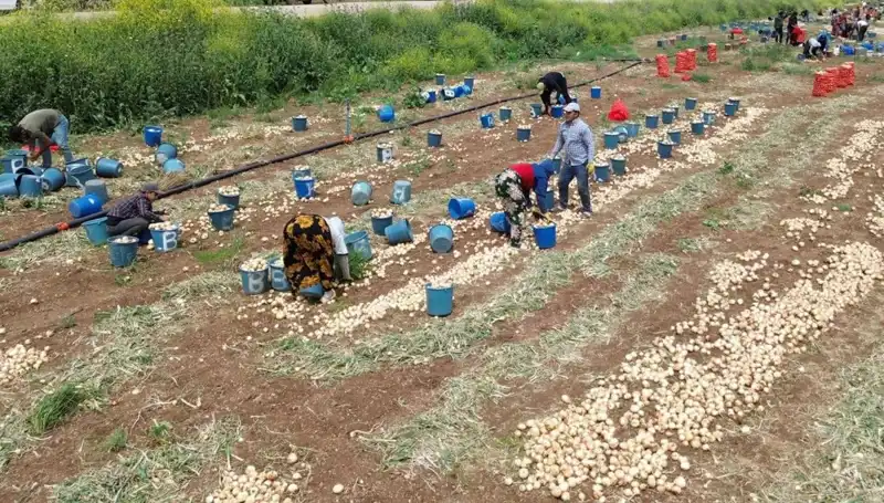 Soğan Hasadı Başladı: Fiyatlar Düşüşe Geçti, Pazarları Etkiledi