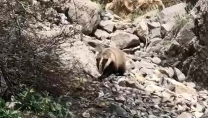 Nesli Tükenmekte Olan Bir Canlı Batman’da Görüntülendi: Doğa'nın Sesi!