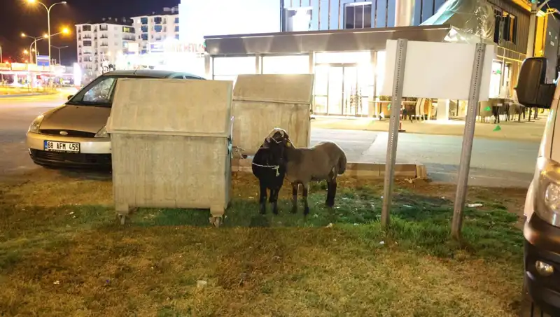 Mor Karaman Koyunları Yolda Neden Terk Edildi?