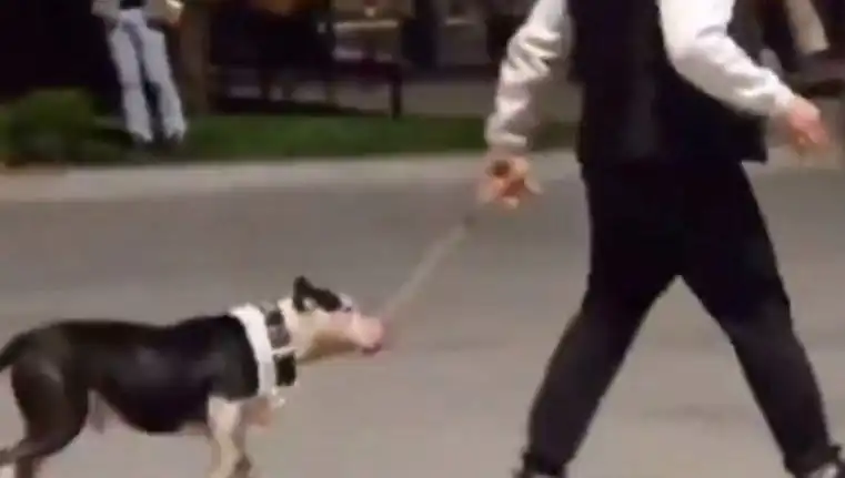Ağızlıksız Pitbull'un Vahşeti: Sahibi Para Cezasıyla Karşılaştı