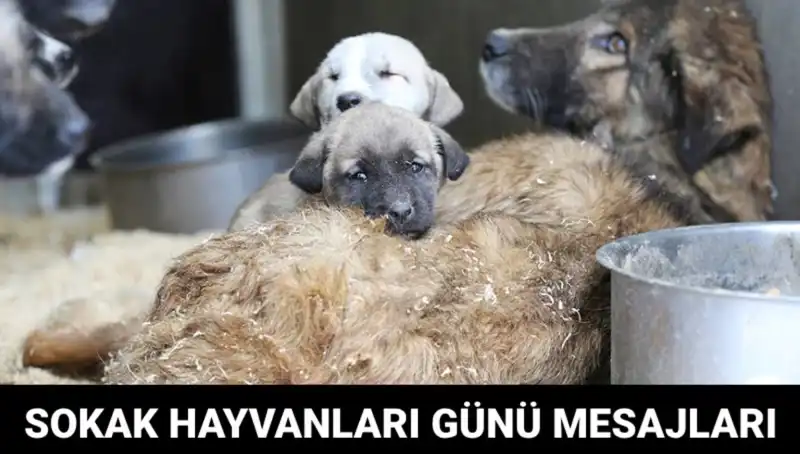 Dünya Sokak Hayvanları Günü: Hayvanseverlerin Merakla Beklediği Tarih ve Anlamı