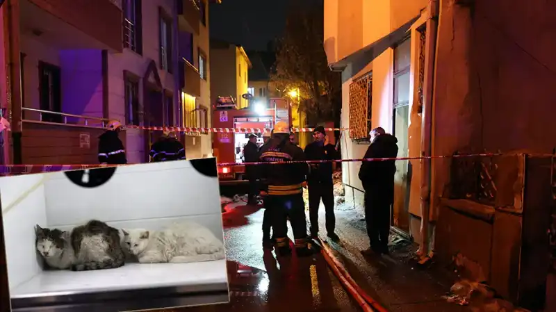 Evde Çıkan Yangında 26 Kedi Hayatını Kaybetti: Şok Edici Detaylar