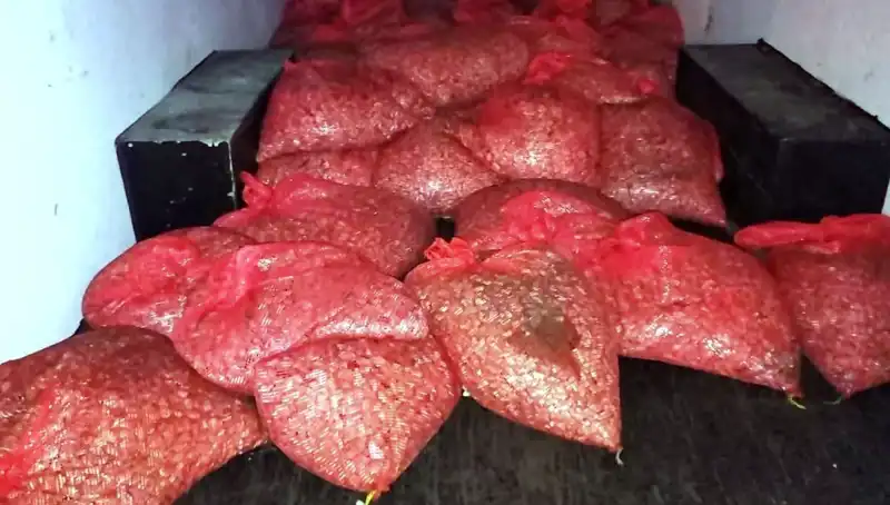 Samsun’da Yakalanan 1,5 Ton Kaçak Midye Sağlığı Tehdit Ediyor