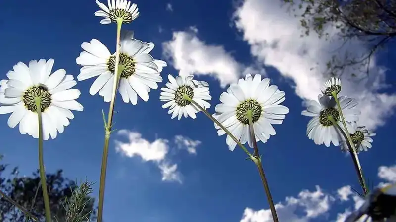 2026 Cemreler Ne Zaman Düşecek? Tüm Detaylar Burada!