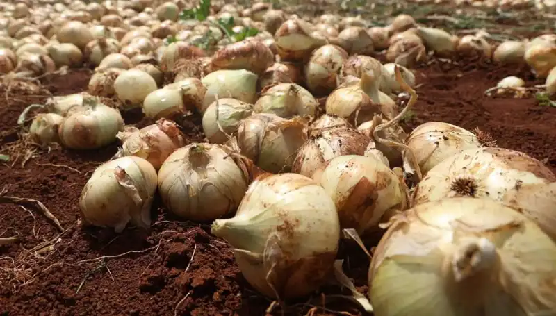 Hatay'da Soğan Hasadı Başladı, Çiftçiler Mutlu ve Umut Dolu!