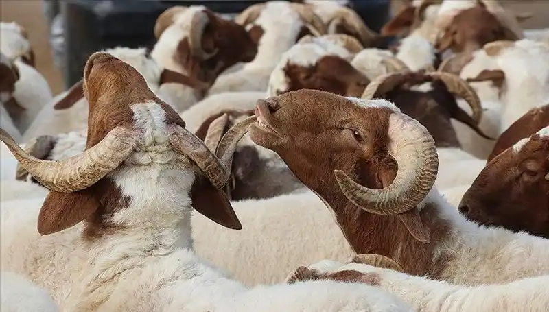 Akika Kurbanı Nedir? Kesim Zamanı ve Yeme Durumu Hakkında Her Şey