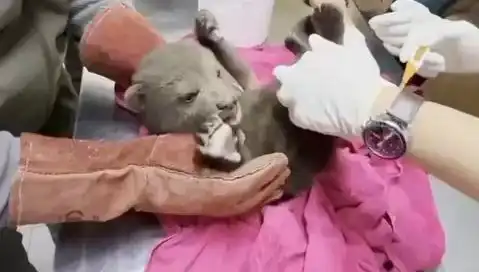 Karabük'te Yavru Bozayı Kurtarıldı: Doğaya Yeniden Kazandırılacak