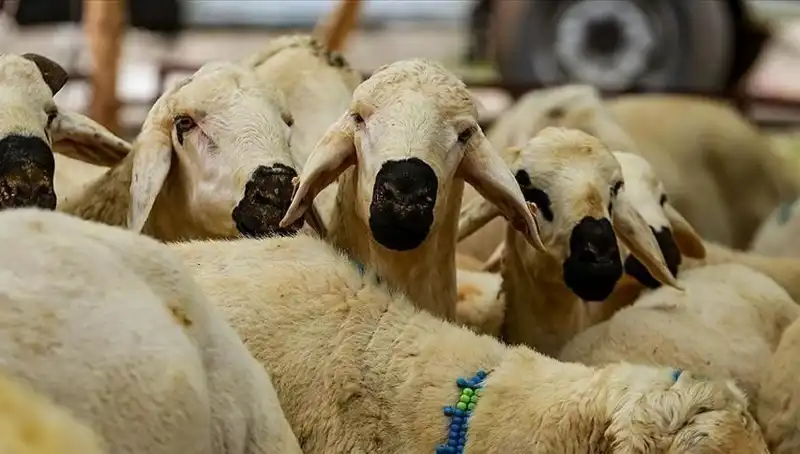 2025'te Kurban Bayramı: Kurban Kesmenin Farz Olup Olmadığına Dair Bilgiler