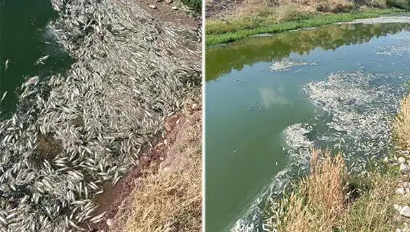 Karasu Çayı’nda Balık Ölümleri: Bilimsel İnceleme ve Sonuçları