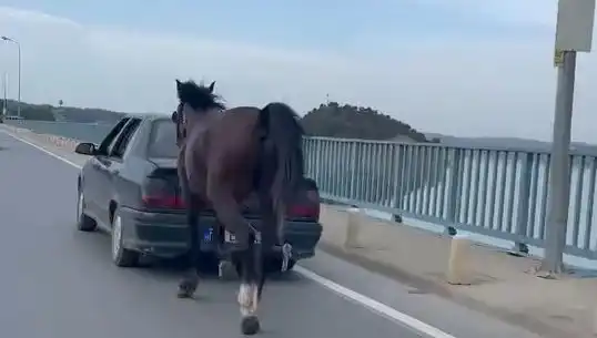 Adana'da Atına Eziyet Eden Kişi Tutuklandı: Hayvan Hakları Tepkisi