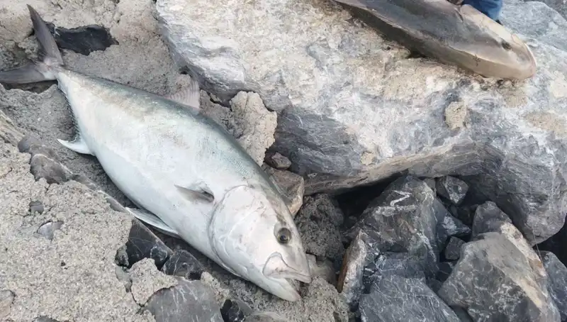 65 Kiloluk Dev Balık Oltayla Yakalandı, Sahibi Şaşkın!