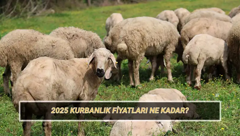 2025 Kurbanlık Fiyatları: Büyükbaş ve Küçükbaş Kurban Fiyatlarına Dair Her Şey